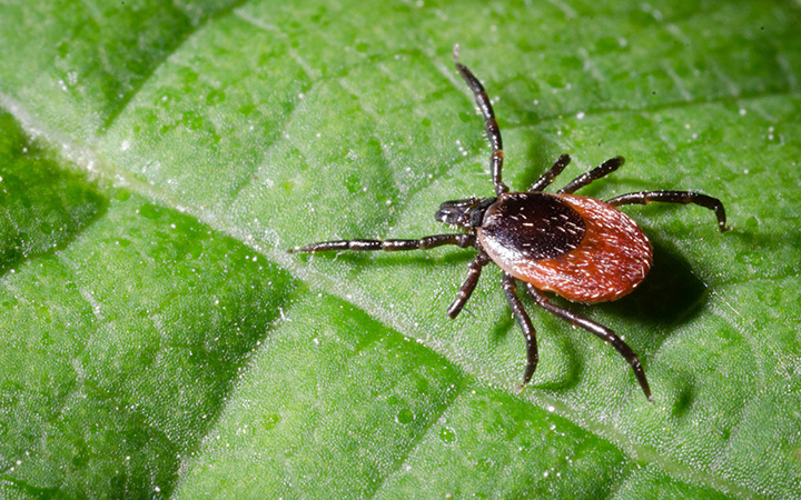 Natural ways to prevent ticks