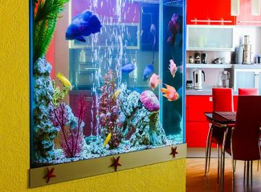 Maintaining your Aquariums at home made easy