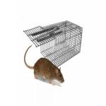 The Very Best MOUSE CATCH APPROACH