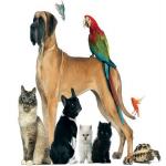 Are you ready to own a pet as a pet lover