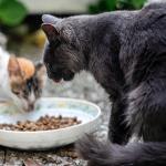 Should You Feed Kibble or Wet Cat Food To Your Cats