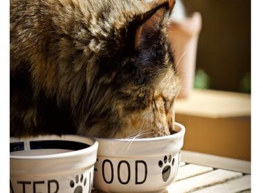 Should you feed kibble or wet cat food to your cats
