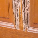 What do Termite Infestations mean for the Value of a House and Methods to Prevent It
