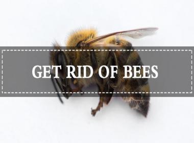 Tips and Tricks to Eliminate Bees