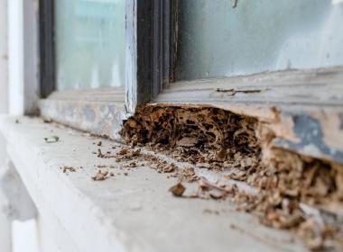 What are the early signs of termite infestation