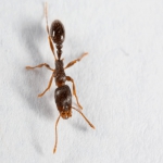 Flee Away The Ants With The Best Pest Control