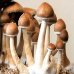 The history of Envy mushrooms