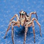 Tips To Get Rid of Spiders