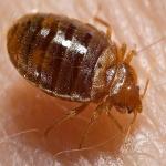 Tips To Keep Bed Bugs out of Your Home