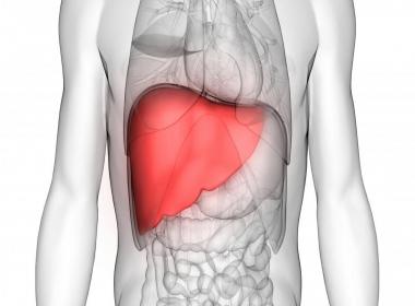 What Are The Important Things for a Liver Transplant