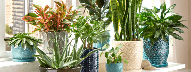 Where To Place Your Houseplants For Maximum Output