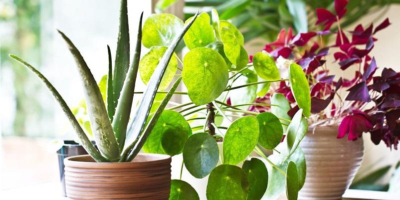 5 Indoor Plants That Are Perfect to Improve your Office Environment