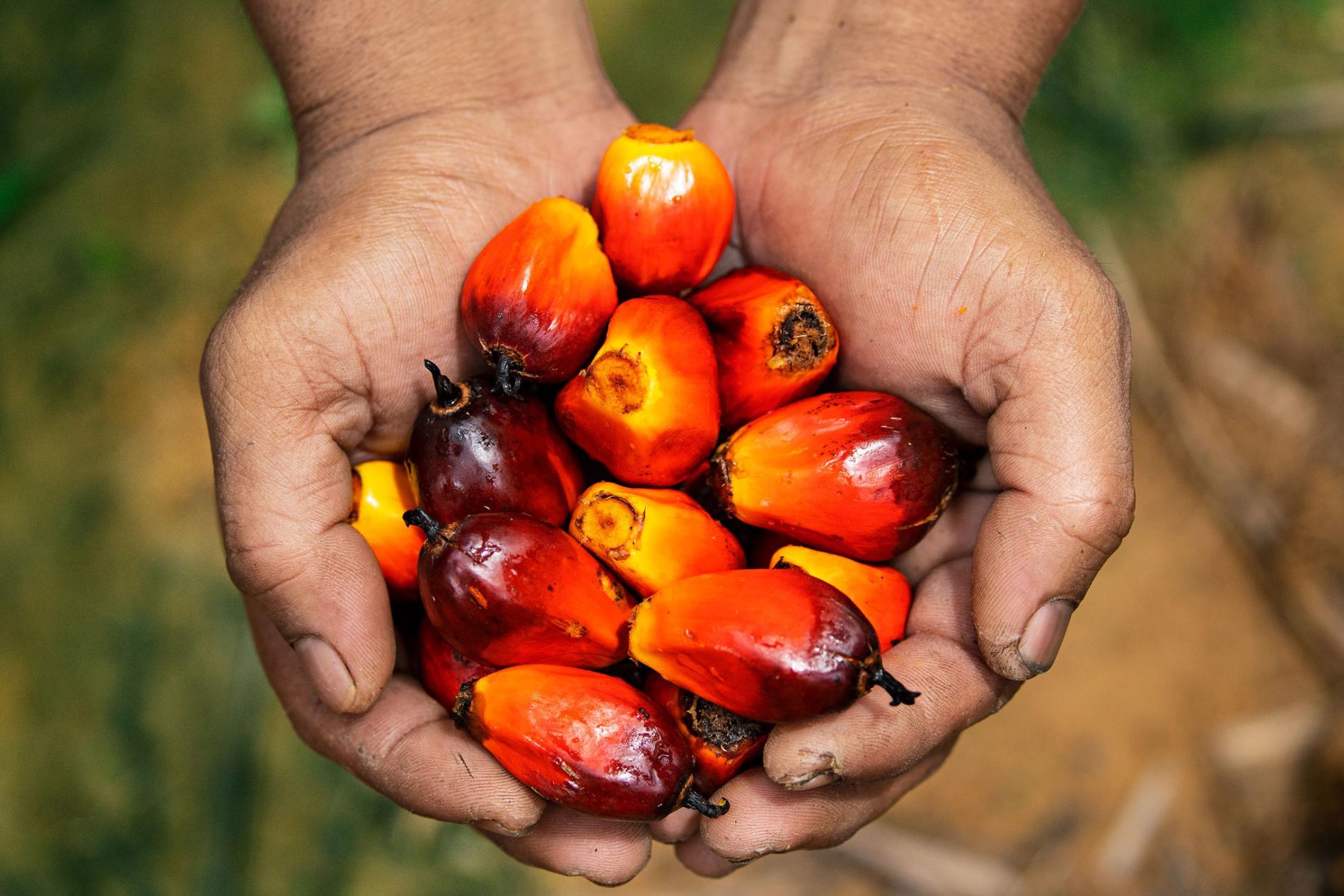 PALM OIL IS IT HARMFUL TO HEALTH The utilization OF PALM FAT