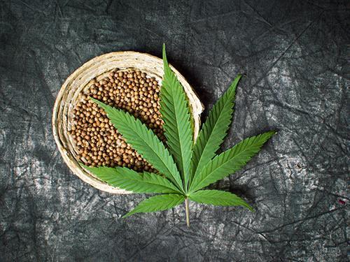 Want to know the main purpose of using hemp plant and its seeds