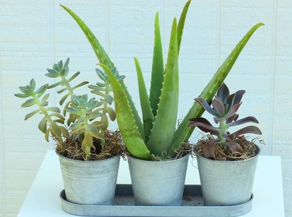 Beautiful Plants That Can Make Your Life Healthier
