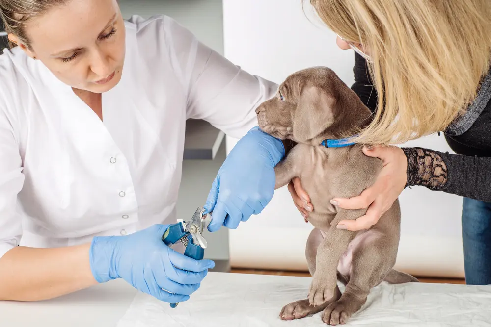 What is the Average Salary of a Veterinary Technician