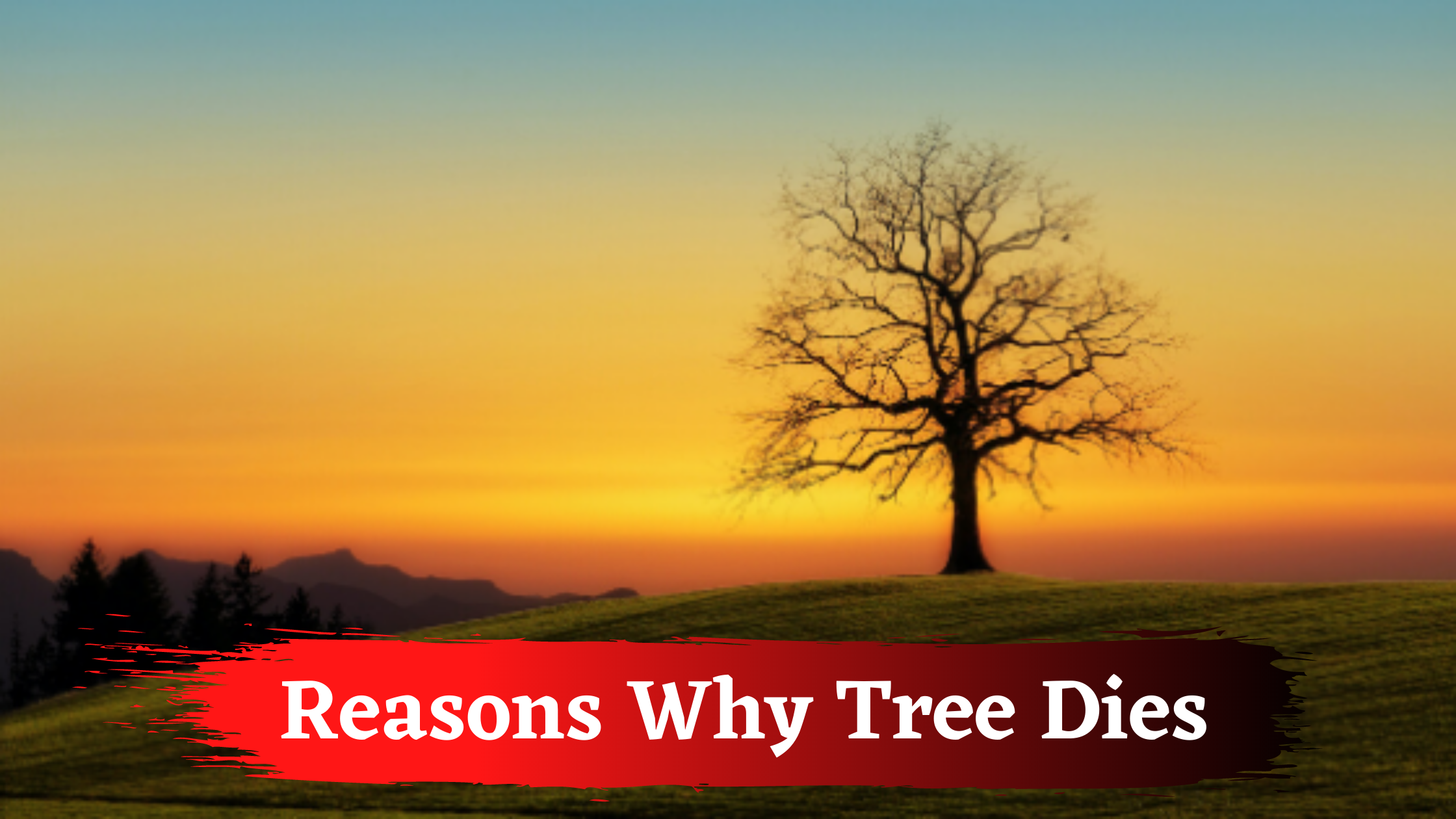 4 Reasons Why Tree Dies