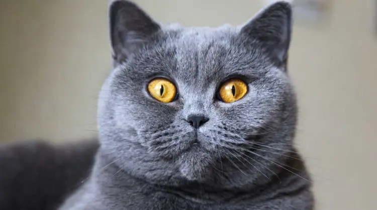 How To Choose British Shorthair Cat Breeds