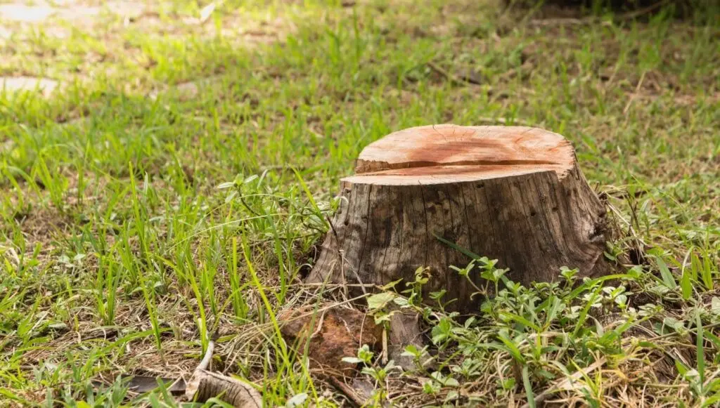 What to Look for When Buying a Tree Stump Grinder