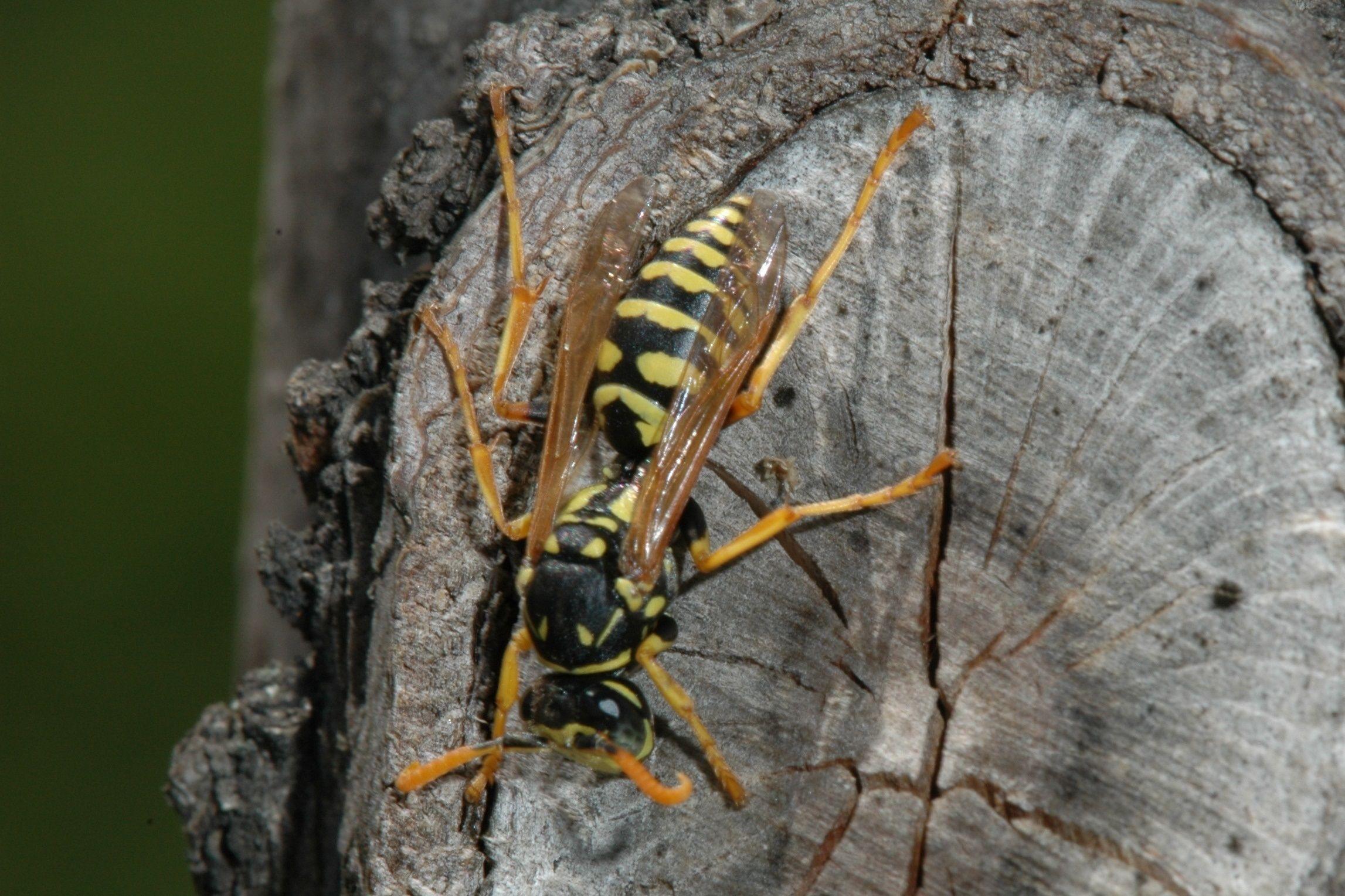 Wasp Control Melbourne Is Now Simple With These Tips