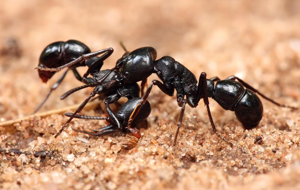 Tips For Ant Control Melbourne