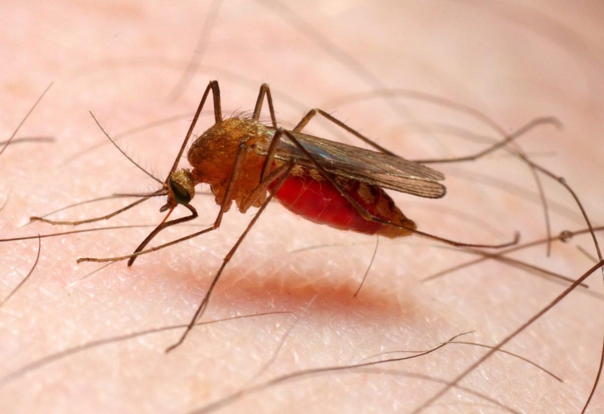 How to treat Malaria effectively