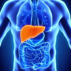 All about Liver Transplant in India That You Should Know About