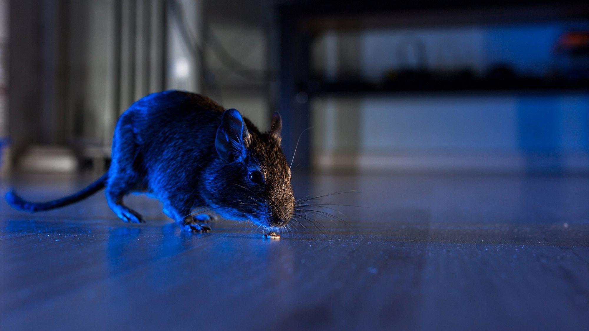 What Diseases Can Be Caused By a Rat Infestation