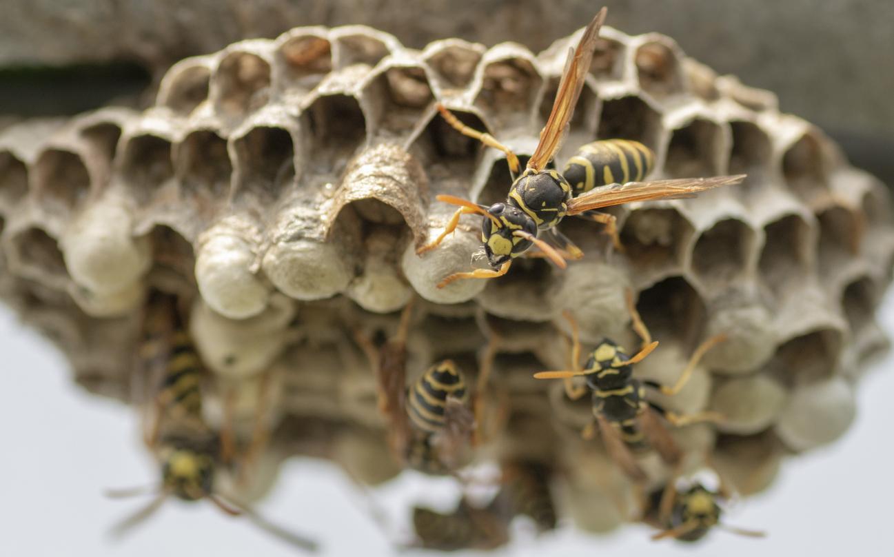 How to Remove Wasps From Your Property
