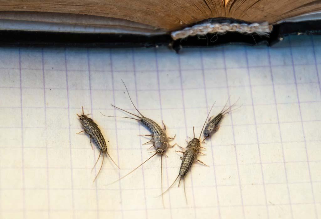 Tips To Eliminate Silverfish From Your House